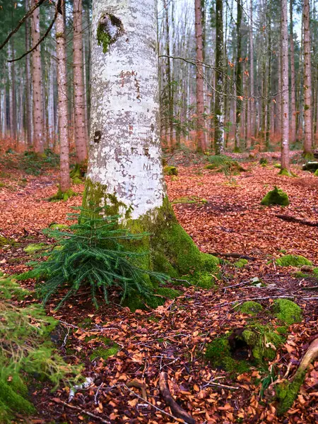 Huzurlu bir orman sahnesinde uzun, yosunlu bir ağaç gövdesi ve canlı sonbahar yapraklarından oluşan bir halı bulunur. Sakin atmosfer bu ormanlık alandaki doğanın güzelliğini yansıtıyor..