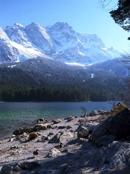 Barışçıl bir göl manzarası açık mavi gökyüzünün altındaki karlı dağları yakalar. Ördekler kayalık kıyılarda dolaşır kış güneşinin ve sakin atmosferin tadını çıkarırlar..