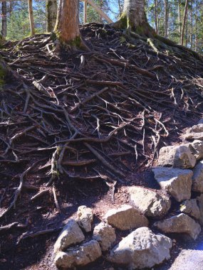 Çarpık ağaç kökleri yer boyunca uzanır, güneş ışığıyla aydınlatılan bir orman yolunda taşlarla iç içe geçer, ve doğal bir mucize yaratır..