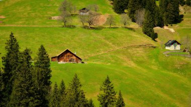 İki kırsal ahşap kulübe, açık mavi bir gökyüzünün altında yüksek ağaçlar ve nazik tepelerle çevrili canlı yeşil bir vadide yer almaktadır. Atmosfer huzurlu ve huzurlu..