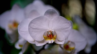 Çarpıcı bir beyaz orkide, karmaşık taç yapraklarını ve canlı merkezini tropikal bir bahçede sergiliyor. Bu yakın çekim doğanın güzelliğini ve zarafetini yakalar..