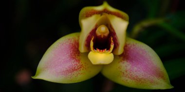 Büyüleyici bir orkide, yeşil ve pembe tonlarıyla karışık yapraklarını canlı bir bahçede yemyeşil yaprakların arasına yerleştirir..