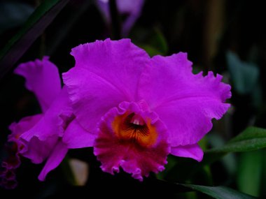 Dalgalı yapraklı göz kamaştırıcı pembe bir orkide yemyeşil ortamda güzelliğini sergiliyor. Parlak renkler, yumuşak öğleden sonra ışığında göze çarpıyor ve sakin bir atmosfer yaratıyor..