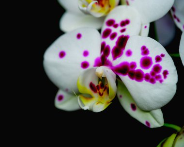 Göz kamaştırıcı beyaz bir orkide, taç yapraklarının üzerinde parlak mor benekler sergiliyor. Karmaşık detaylar sergiliyor. Çiçek zarifçe açar, koyu arkaplanı güçlendirir..