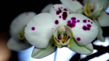 Göz kamaştırıcı mor benekli beyaz bir orkide koyu arkaplana vurgulanır. Narin yapraklar, kapalı alandaki bahçıvanlığın güzelliğini gözler önüne seren karmaşık detayları gözler önüne seriyor..