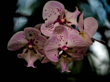 Mor benekli narin pembe orkideler dingin bir bahçedeki koyu yeşil arka planda canlı güzelliklerini sergileyerek sabahın erken saatlerindeki sükunetin özünü yakalıyorlar..