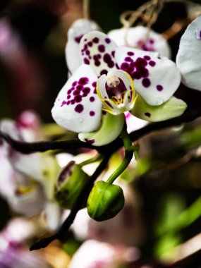 Çarpıcı mor benekli orkideler yemyeşil bir tropikal bahçede çiçek açıyor. Narin çiçekler gün ışığını yakalar ve tomurcuklar açmaya hazırlanırken karmaşık detaylarını gözler önüne serer..