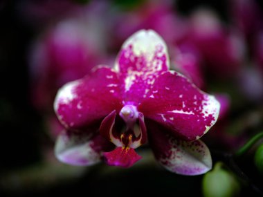 Parlak pembe orkide çiçekleri, sakin bir bahçede açan beyaz beneklere sahiptir. Güneş ışığı renklerini güçlendirir, yeşillikler arasında canlı bir doğal güzellik gösterisi yaratır..