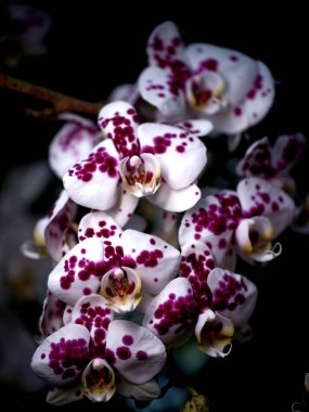 Canlı orkide kümeleri çarpıcı mor noktalarını saf beyaz yapraklara karşı sergiliyor. Çiçekler yemyeşil bir bahçede serpilmiş, yumuşak gün ışığında güneşleniyorlar..