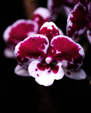 Mor ve beyaz desenli canlı bir orkide narin yapraklarını sergiliyor. Çiçek açık havada güneş ışığını yakalar, güzelliğini ve güzelliğini ön plana çıkarır..