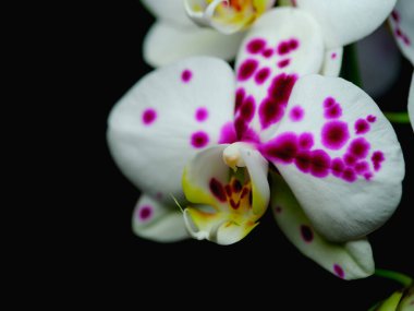 Bu enfes orkide, el değmemiş beyaz yapraklarında canlı mor işaretler sergiliyor. Narin çiçek koyu bir arka planda sergilenir, zarif görünümünü güçlendirir..