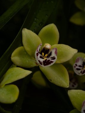 Benzersiz mor işaretler gösteren parlak yeşil orkidelerin yakın görüntüsü. Su damlacıkları yaprakların üzerinde parıldıyor, sakin bir bahçede narin güzelliklerini sergiliyorlar..