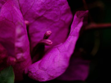 Detaylı taç yaprakları ile yoğun renkli mor çiçek huzurlu bir bahçe ortamında gözü yakalar. Güneş ışığı çiçeğin karmaşık dokusunu ve doğal güzelliğini arttırır..