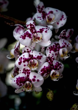 Canlı bir bahçede, orkide kümeleri beyaz yapraklardaki çarpıcı mor noktalarla gelişir. Güneş ışığı, yeşil yaprakların arasında narin güzelliklerini vurgulayarak filtreler..