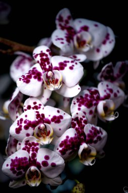 Zarif mor benekli beyaz orkideler bir bahçede zarifçe çiçek açarlar. Bahar güneşi onların canlı renklerini güçlendirir ve çarpıcı bir doğal görüntü yaratır..