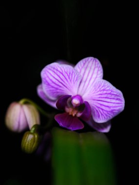 Göz kamaştırıcı mor bir orkide narin taç yaprakları ve karmaşık damarlarıyla göze çarpar. Yumuşak tomurcuklar çiçeğe eşlik eder, koyu arkaplan ile çelişir, çarpıcı bir görsel oluşturur..