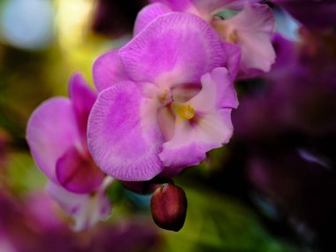 Göz kamaştırıcı mor orkidelerin tam çiçeklenme görüntüsü, yumuşak yapraklarını ve canlı renklerini bulanık doğal bir arka plana vurguluyor. Güneşli bir öğleden sonra yemyeşil bir bahçede yakalandı..
