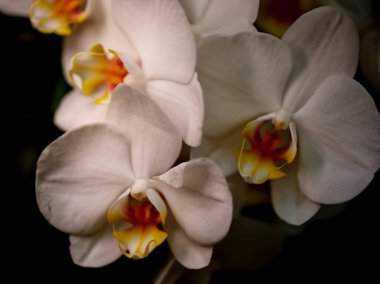 Karmaşık sarı ve kırmızı desenli bir beyaz orkide koleksiyonu öğleden sonra ışıklarıyla aydınlatılmış sıcak, davetkar bir iç bahçe bahçesinde güzelliklerini sergiliyor..