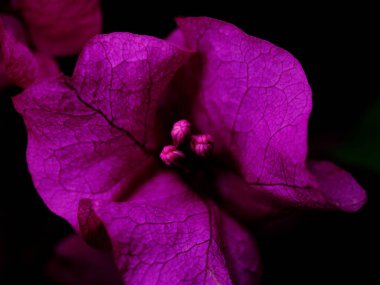 Canlı bir bougainvillea çiçeği karmaşık dokular ve koyu mor renkler gösterir. Yakın plan narin taç yapraklarını ve sessiz ışıkları ortaya çıkarır. Alacakaranlıkta doğal güzelliğini gösterir..