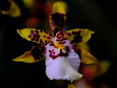 Güzel bir orkide, yemyeşil bir bahçede karmaşık sarı ve mor desenlerini sergiler. Canlı yapraklar ardına kadar açılır, beyaz ve kırmızı işaretler sergilenir, yumuşak sabah ışığıyla aydınlatılır..