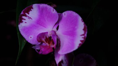 Güzel mor orkide çiçekleri, sakin bir botanik ortamda, koyu yeşil yaprakların arasında canlı renklerini vurgulayarak, karmaşık desenler sergiler..