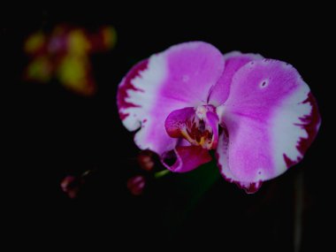 Göz kamaştırıcı bir orkide çiçeği, canlı pembe ve beyaz yapraklarını öğleden sonra ışığı altında koyu siyah bir arka planda sergiliyor, narin güzelliğini ve karmaşık ayrıntılarını vurguluyor..