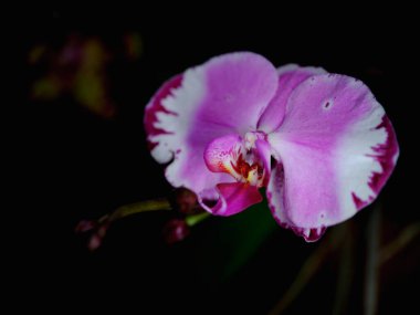 Çarpıcı pembe bir orkide, parlak yapraklarını koyu bir arkaplanda sergiliyor, karmaşık desenlerini ve renklerini vurguluyor. Çiçek doğada zarif bir şekilde öne çıkar..