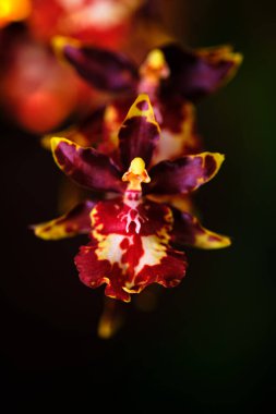 Enfes orkide çiçekleri canlı renkler ve karmaşık desenler sergiler, yemyeşil bir tropikal bahçede gelişir. Güneş ışığı, sıcak bir öğleden sonra eşsiz şekillerini ve canlı renklerini vurgular..