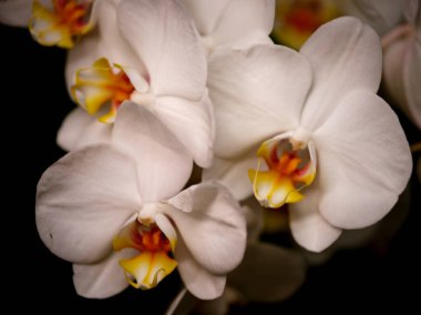 Yumuşak beyaz taç yaprakları ve canlı sarı merkezleriyle bu orkideler koyu bir arkaplanda güzel bir şekilde çiçek açarlar. Karmaşık ayrıntıları bahçıvanlıktaki sanatsallığı vurguluyor..