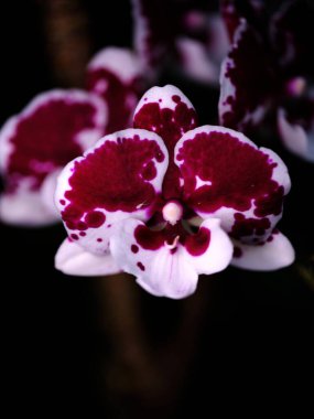 Çarpıcı bir orkide koyu kırmızı ve beyaz taç yaprakları sergiler. Karmaşık desenler sergiler. Çiçek, sıcak öğleden sonra ışığında tropikal bir bahçede koyu yeşil bir arka plana karşı duruyor..