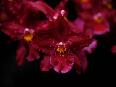 Çarpıcı kırmızı orkide kümeleri, yeşil yapraklar arasında zengin renklerini ve hassas dokularını sergileyerek karmaşık detaylar sergiliyor. Öğleden sonra güneşi onların güzelliğini vurgular.