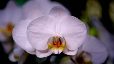 Bu çarpıcı beyaz orkide, merkezinde narin taç yaprakları ve canlı sarı aksanlar sergiliyor. Gün ışığında huzurlu bir bahçede sanatsal özellikler sergiliyor..