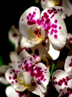 Mor beneklerle süslenmiş bu çarpıcı beyaz orkideler güzelliklerini yemyeşil bir bahçede sergiliyorlar. Sahne, çiçekleri çevreleyen canlı yeşillikle baharın özünü yakalıyor..