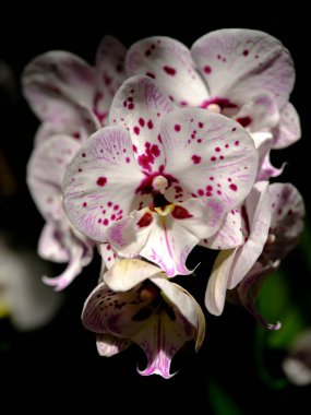 Parlak renkli orkideler çarpıcı desenlerini ve narin taç yapraklarını yemyeşil bir bahçede sergiler. Çiçekler yeşil yaprakların arasında bir huzur ve doğal güzellik yayıyor..