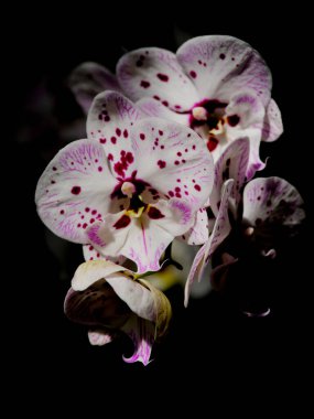 Enfes orkide çiçekleri göz kamaştırıcı renk ve desenler sergiliyor. Narin taç yaprakları, karanlık arka planla ve sanatsal özellikleriyle çok güzel tezat oluşturuyor..