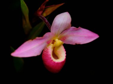 Parlak pembe ve sarı renklere sahip güzel bir orkide çiçeği koyu bir arka planda, karmaşık taç yaprağı desenleri ve zarif bir biçimde göze çarpar. Bu doğal güzellik dikkat çekiyor..