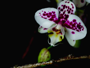Karmaşık mor lekeler içeren çarpıcı bir beyaz orkide, parlak renkleri ve narin yapısını vurgulayarak karanlık bir arkaplana karşı sergileniyor. Doğanın güzelliği gözler önünde..