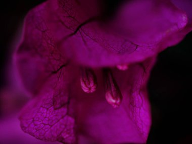 Parlak mor bir çiçeğin canlı bir yakın çekimi karmaşık dokuları ve detayları ortaya çıkarır. Güneş ışığı rengini geliştirir, doğanın güzelliğini gözler önüne serer..