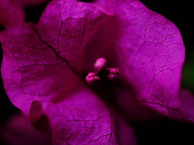 Canlı mor bir bougainvillea çiçeği karmaşık dokular ve detaylar gösterir. Yaprakları, güneşli bir yaz gününde doğanın güzelliğini gösteren karanlık bir arka plana doğru açılır..