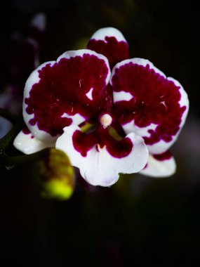 Çarpıcı bir orkide, parlak beyaz ve kırmızı yapraklarını koyu bir arkaplanda sergiliyor. Sıcak bahar güneşinde yaratılan karmaşık desenlerini ve hassas yapısını vurguluyor..