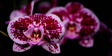 Çarpıcı desenleri olan güzel mor ve beyaz orkideler dingin bir bahçede canlı renklerini sergiler. Güneş onların narin taç yapraklarını ön plana çıkarıyor, güzelliklerini arttırıyor..