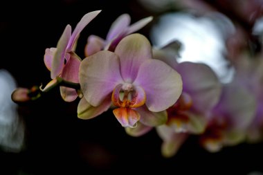 Narin orkideler yumuşak pembe ve krem yapraklarla çiçek açar ve bahçeye zarafet katar. Güneş ışığı, huzurlu bir bahar atmosferinde canlı renklerini yükselterek filtreler..