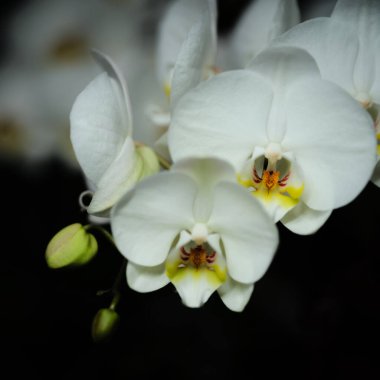 Hassas beyaz orkideler tam çiçeklerle çekilir, merkezlerinde karmaşık sarı ve kırmızı işaretler ortaya çıkar. Bu zarif çiçekler canlı bir bahçe ortamında serpilmiş. Baharın gelişini işaret ediyorlar..