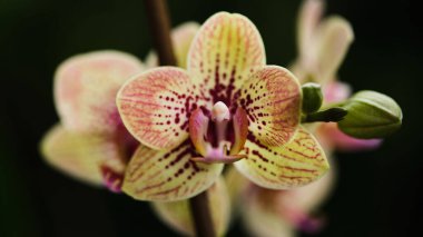Çarpıcı bir orkide parlak sarı ve pembe yapraklarla açar, koyu beneklerle renklendirilir. Hassas yapısı, güneşli bir bahçede güzellik sergiliyor..