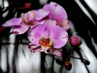 Narin pembe orkideler dingin bir ortamda yemyeşil yapraklarla çevrili canlı yapraklarını ve eşsiz desenlerini sergiliyorlar. Doğal ışık güzelliklerini arttırır..