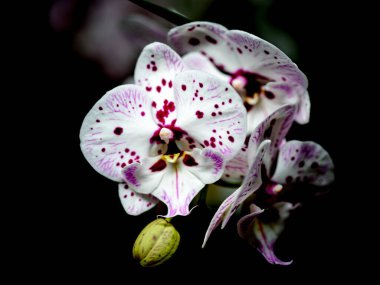 Mor beneklerle süslenmiş narin beyaz orkideler, güzelliklerini, dingin bir ortamda, gösterişli, karanlık bir arka plana karşı sergilerler..