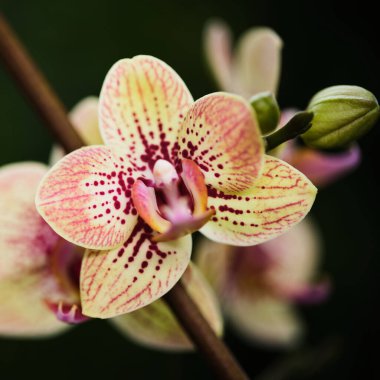 Yakından bakıldığında, soluk sarı yapraklarla süslenmiş güzel bir orkide görülür. Çiçek, doğal zarafetini yakalayarak, karanlık bir arkaplana karşı canlı ayrıntılar sergiler..