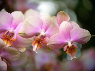 Narin pembe orkideler bahar mevsiminde yeşil bir bahçede zarif bir şekilde çiçek açar, canlı renkler ve yumuşak güneş ışığında karmaşık taç yaprakları sergilerler. Atmosfer sakin ve bereketli..
