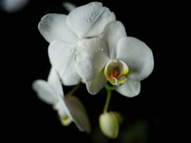 Beyaz orkide çiçeklerinin yakın çekimlerinde, birbirine zıt, koyu bir arkaplan üzerine vurgulanmış karmaşık taç yaprakları ve ince ayrıntılar sergilenir. Çiçek doğal güzellik ve zarafet yayar..