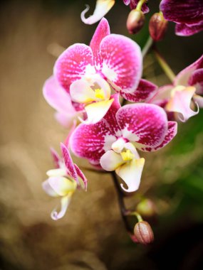 Pembe orkide kümeleri bir bahçede karmaşık desenler ve canlı renkler sergiler. Bu çiçekler, doğal bir arka planda güzel bir şekilde çiçek açar, baharın özünü yakalar..